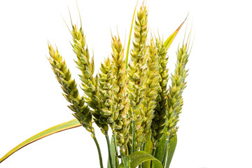 unripe wheat ears on white background isolated