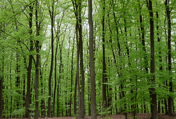 Dense forest in the Eifel region in Germany