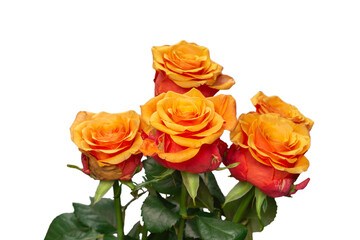 Orange rose isolated on a white background.