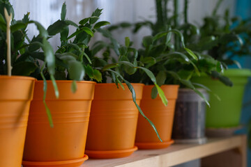 Flowers in pots on the windowsill