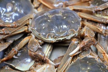 A close-up of fresh river crabs
