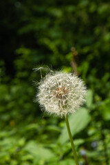 Dandelion in the forest on a green background