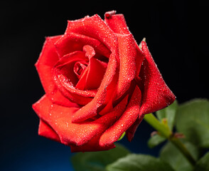 red rose flower on dark background