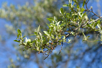Autumn olive