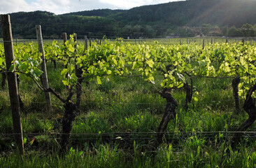 Vineyard near Wachenheim in the Palatinate area in Germany