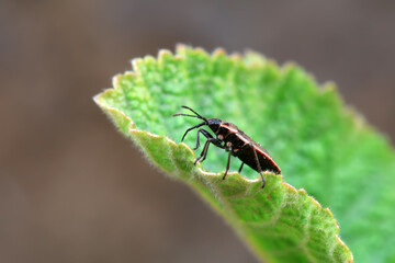 Bugs on green leaves, North China