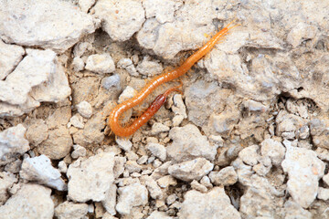Centipede crawls on the ground, North China