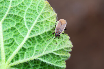 Bugs on green leaves, North China