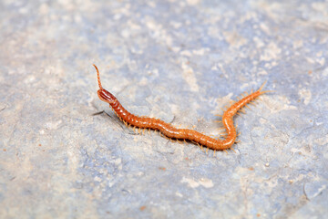 Centipedes crawling on rocks, North China