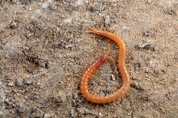 Centipede crawls on the ground, North China