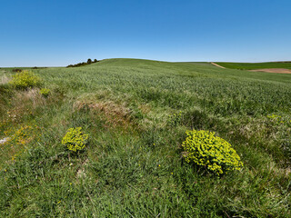 Campos de trigo verde en Castilla, Burgos