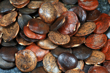 Close up photos of the seeds of Wisteria in legume