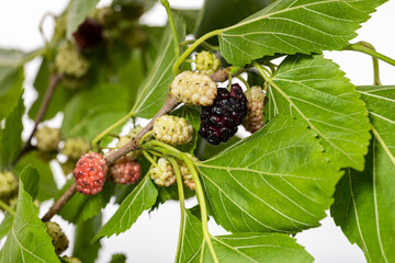unripe mulberry berries and leaves on white background isolated