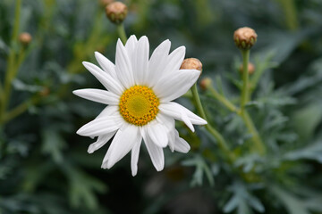 Obraz premium White Marguerite daisy