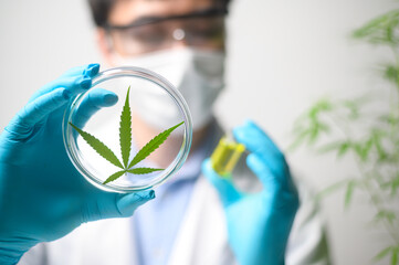 A scientist is checking and analyzing a cannabis sativa experiment , hemp plant  for herbal...