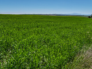 Campos de trigo verde en Castilla, Burgos