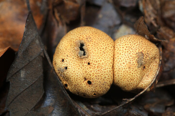 The fruiting bodies of the puffer are in the field, North China