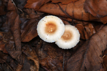 Wild mushrooms in dead leaves, North China