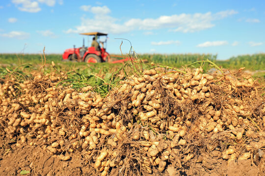 Farmers use agricultural machinery to harvest peanuts