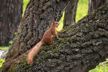 Red fluffy squirrel on the tree trunk in the city park