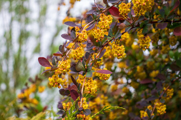 branches with flowers European barberry (Berberis vulgaris). Berberis vulgaris, also known as common barberry, European barberry or simply barberry. Yellow flower bush.
