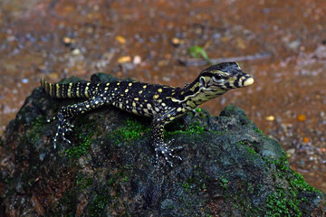 baby reptile varanus salvadori on the rock