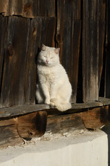 Weiße Katze auf alter Holzleiste 