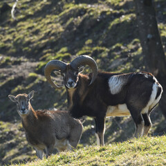Mufflon in der Sonne in Österreich 