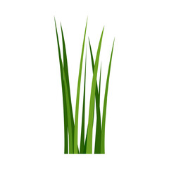 Green spring grass. Isolated on white background. Vector illustration.