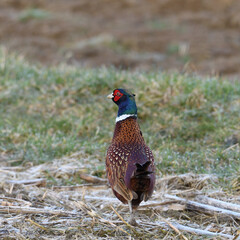 Foto eines Fasans aus nächster Nähe