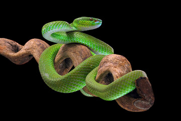 green viper snake on black background, poisonous snake, trimeresurus albolabris