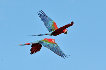 free macaws  © andre_zumak
