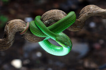 green viper snake, venomous and poisonous snake, trimeresurus albolabris	
