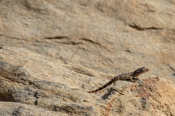Juvenile Karoo Girdled Lizard – Karusasaurus polyzonus – basking or hunting on a rock in the sun.