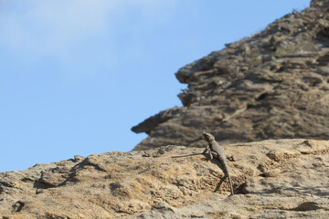 Adult Karoo Girdled Lizard &ndash; Karusasaurus polyzonus &ndash; basking or hunting on a rock in the sun.