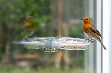 Urban wildlife as a robin, erithacus rubecula, perches on suet feeder with reflection