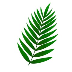 Fern leaves on white background hand-drawn illustration
