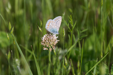 Butterfly in the grass on a meadow closeup. Beautiful summer nature.
