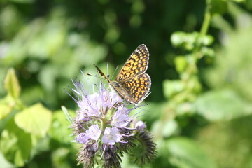 butterfly on flower