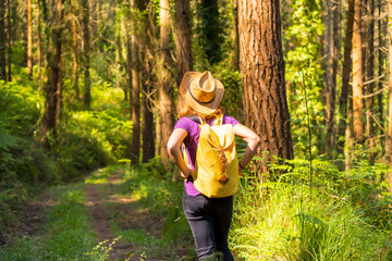 Traveler woman wearing a hat and looking at the forest pines, hiker lifestyle concept, copy and...