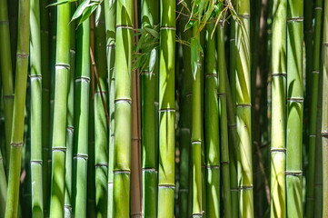 Just a  green bamboo trees