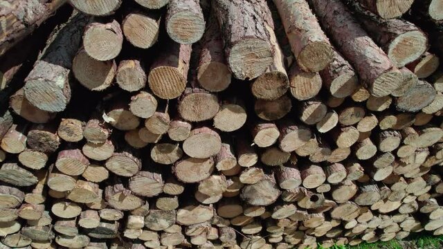 The felled trees are stacked ready to be removed from the forest. Devastation of forests, deforestation of the jungle, the problem of carbon dioxide.