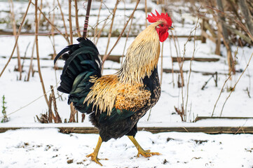 Rooster on the poultry yard