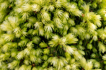 young green pine, many needles on the branches, prickly and evergreen tree, beautiful tree, needles close-up