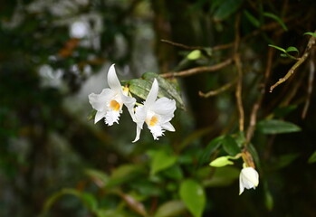 White wild orchid flowers with yellow center stamens. Slightly wavy petals are scientifically known...