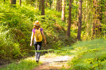 A young woman with a hat walking with a yellow backpack through the forest pines, hiker lifestyle...