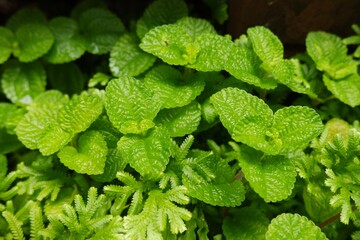 green leaves peppermint on natural daylight