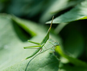 フキの葉で休むショウリョウバッタの幼虫1