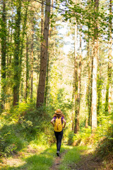 A young adventurer in a hat with a yellow backpack in the forest pines, hiker lifestyle concept,...