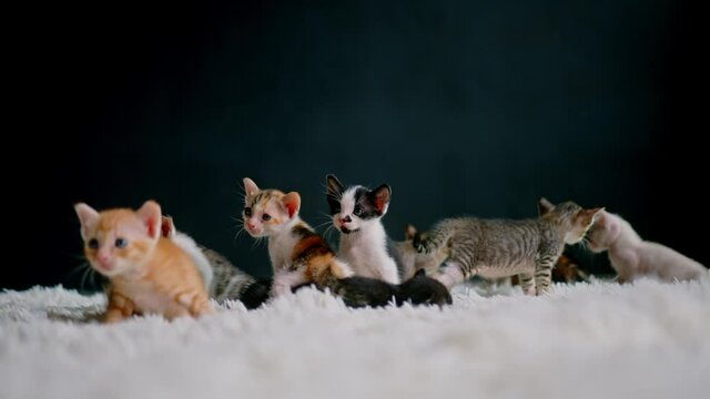Cute kittens at 30 days old on a white carpet.